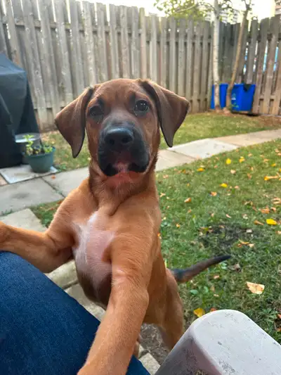 3 months old  puppy- Mastiff x Shar Pai x Rotteweiler Mix, View more