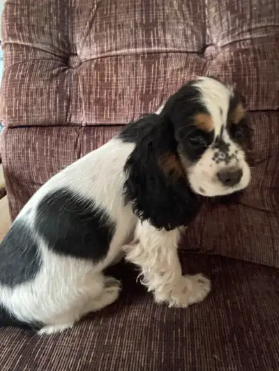 Cocker Spaniel puppies, View more