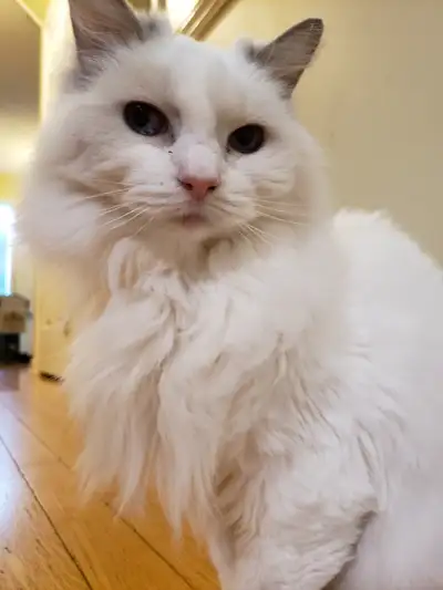White Ragdoll Cat - Free to good home, View more