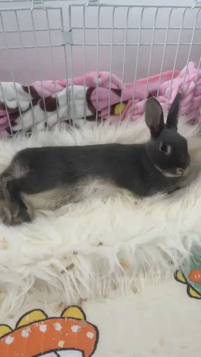 rabbit for sale, View more