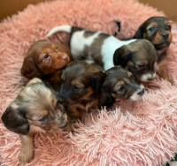 Long-Haired Dachshund Puppies