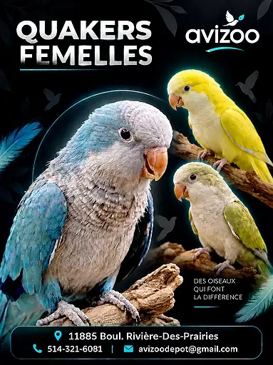QUAKERS NAM FEMELLES DISPONIBLES, View more