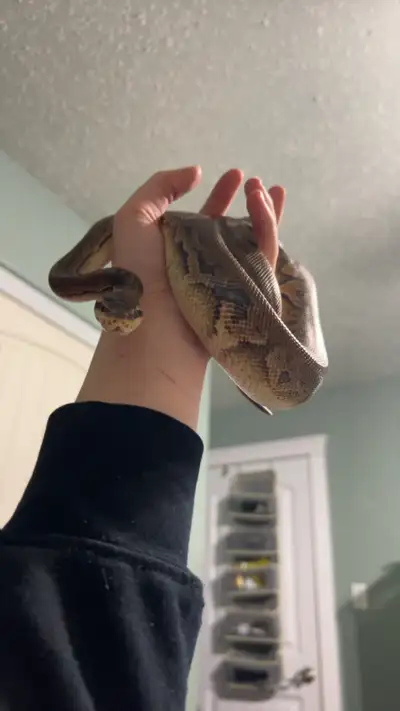 3 Ball Pythons available, View more