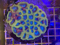 Coral Yellow Submarine Favia Colony