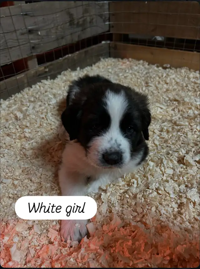 Saint Bernard mix puppies! in Dogs & Puppies for Rehoming in Winnipeg - Image 5