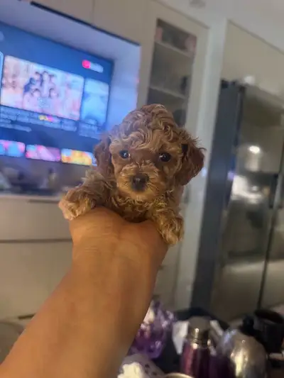tiny toy poodle (Korea bloodline), View more