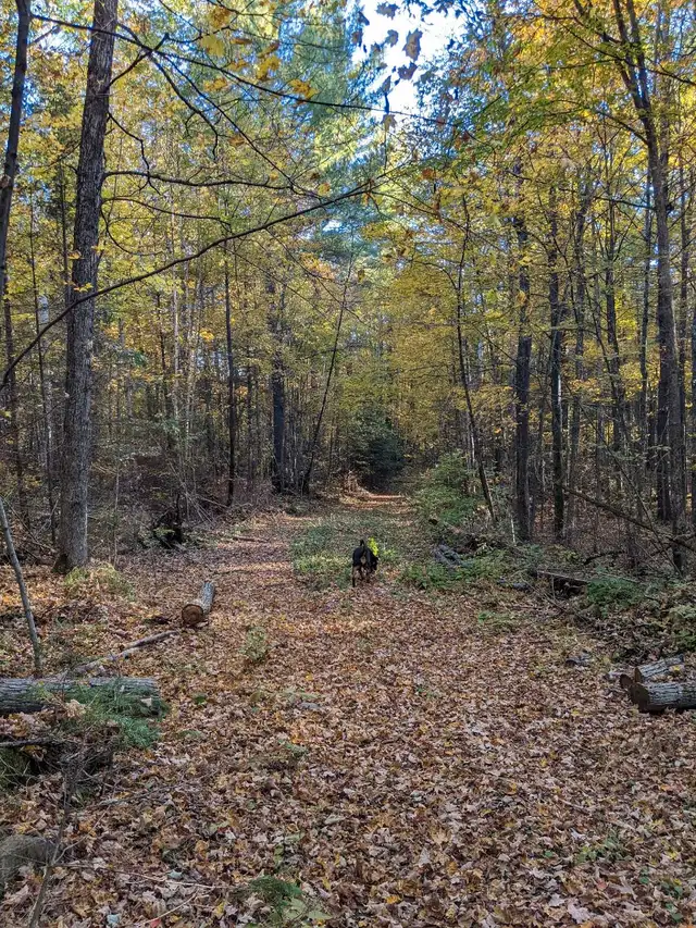 Rustic Off-Grid Yurt Retreat – Beta Stays Welcome! in Ontario in Canada - Image 7