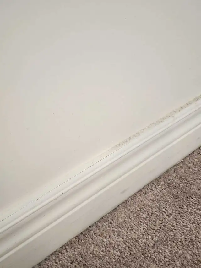 Experienced Cleaner605028506833397768