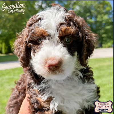 Guardian Homes Wanted – Bernedoodle, View more