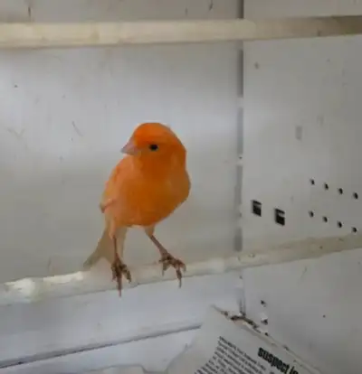 Male Canary last year bird, great singer, ready to breed Price: $90 firm Phone: 236-512-6060 No kiji...