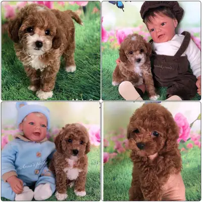 Pure Toy and Tiny Toy  poodle males, View more