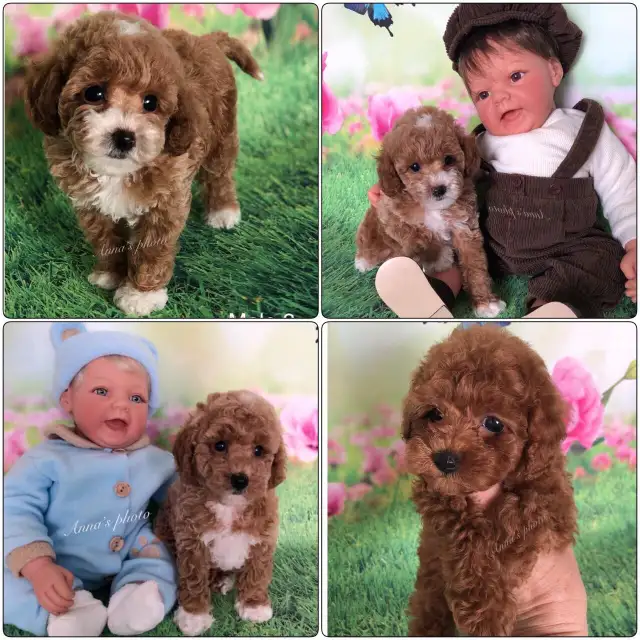 Pure Toy and Tiny Toy  poodle males in Dogs & Puppies for Rehoming in City of Toronto - Image 2