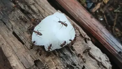 RARE ant colony (Campo. atriceps), View more