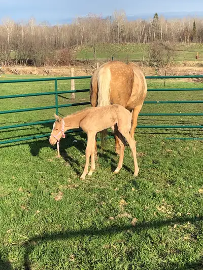 2025 AQHA Palomino Filly, View more