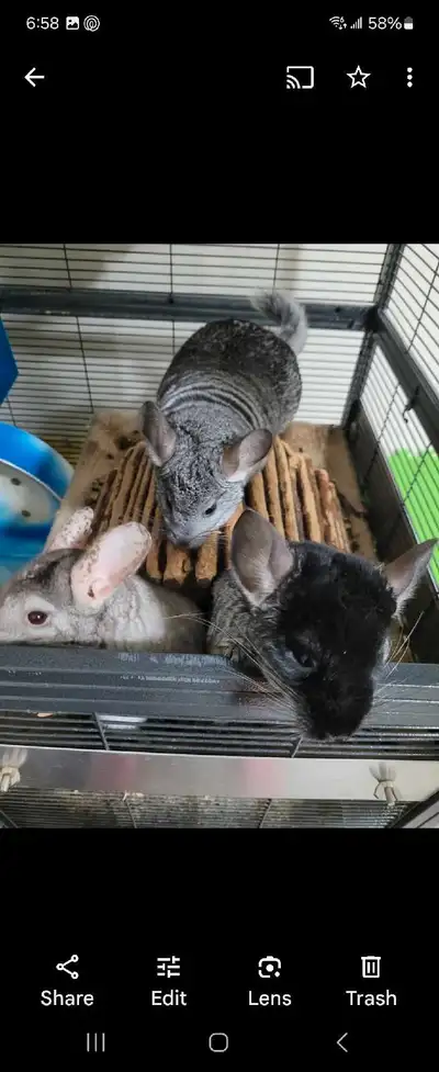 3 female Chinchillas for rehoming! One of them is 5 years old and the other two are 2 years old. Com...