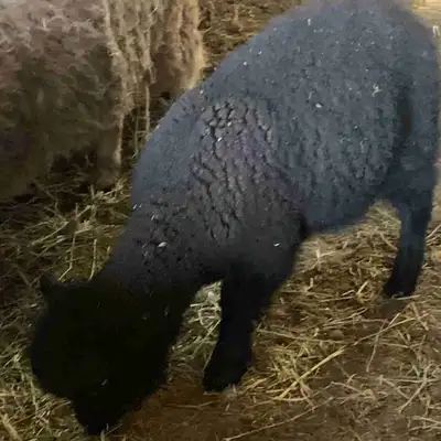 miniature baby doll sheep, View more