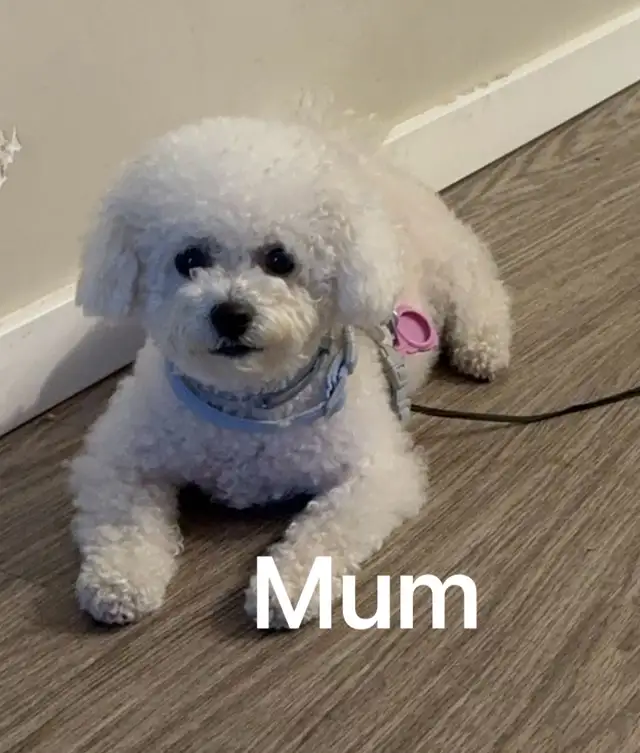 Adorable pur bichon frise puppies look for new home in Dogs & Puppies for Rehoming in Winnipeg - Image 8