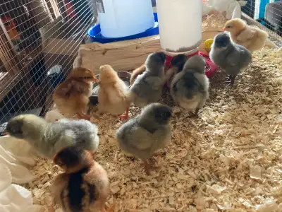 Selling some cute, healthy, unsexed baby barn yard mix chickens. They were born on April 4th. Easter...