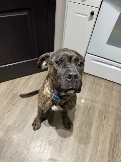 URGENT ! This is Capone. Capone is a 9 month old cane corso boerboel mix. He’s absolutely amazing wi...