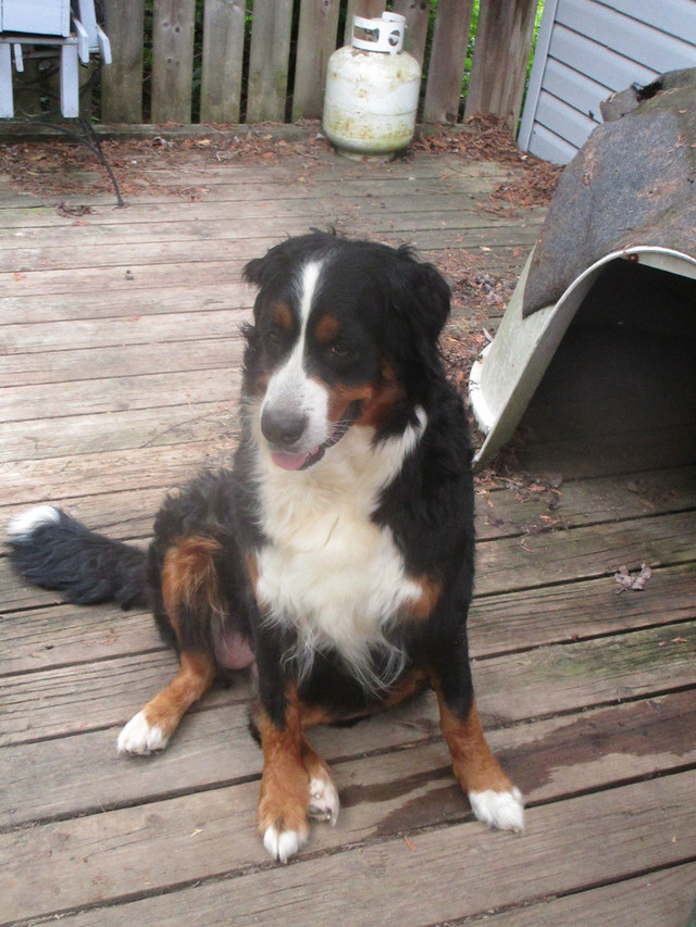Bernese Mountain Puppies in Dogs & Puppies for Rehoming in Barrie - Image 4