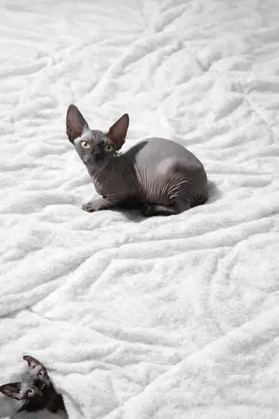 1 femelle elf et 1 mâle régulier, View more