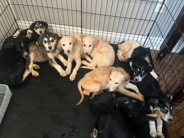 puppies for sale in Dogs & Puppies for Rehoming in Norfolk County - Image 4