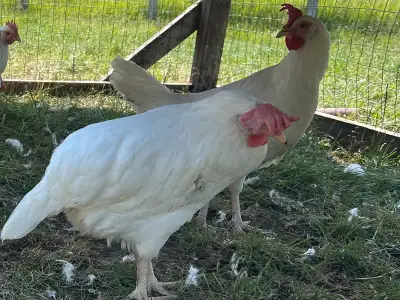 chickens laying hens, View more