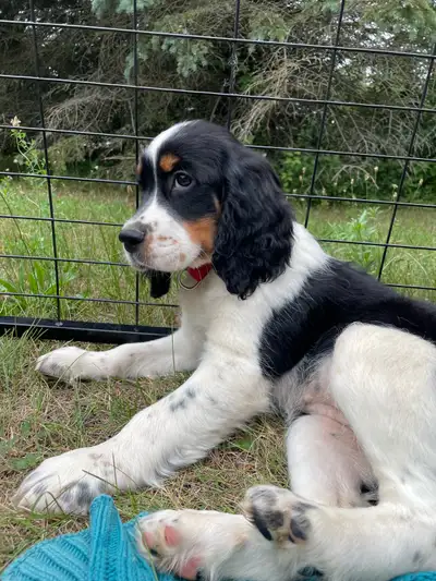 English Springer Spaniel Puppies 1 GIRL!, View more