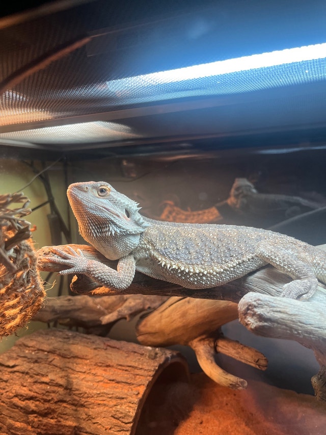 Bearded Dragon and Terrarium Free Stuff Calgary Kijiji
