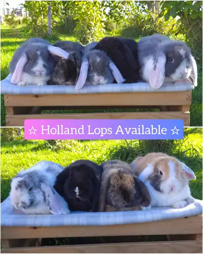 Purebred Holland Lops, ready to go! Need to downsize before winter! Does & bucks available. Ages 8 -...