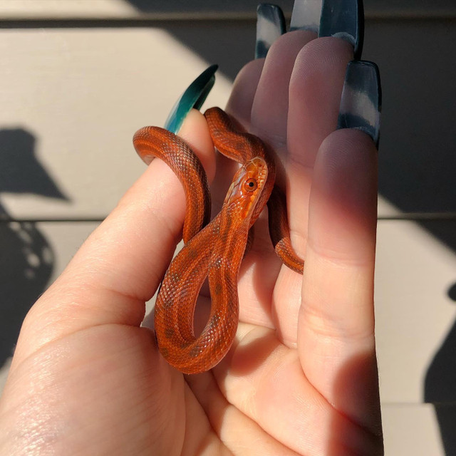 Diones/Steppes Rat Snake (Elaphe Dione Ratsnake) | Reptiles ...