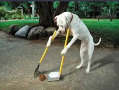 All year round I can clean up your dogs mess Depending on how much , starting at $30 I can come week...