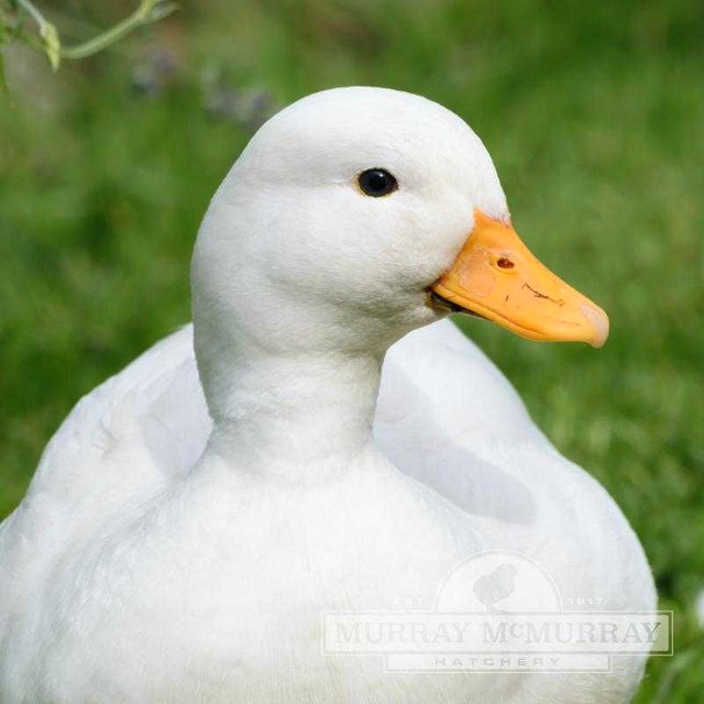 Call duck in Other Pets for Rehoming in Trenton