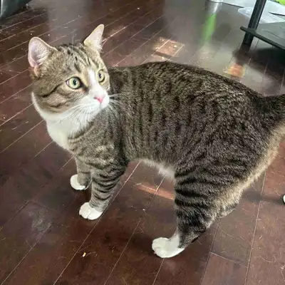 male unfixed 1 year old cat, View more