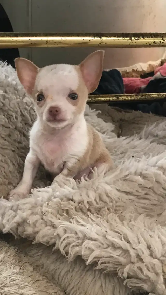 chihuahua in Dogs & Puppies for Rehoming in Laval / North Shore - Image 2