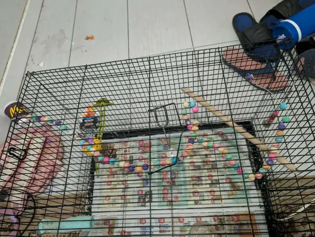 large cage for birds  in Birds for Rehoming in Delta/Surrey/Langley - Image 4