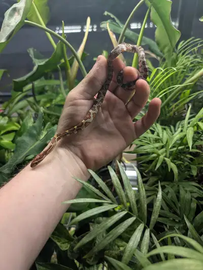  Normal Corn Snakes – Now Available at Primal Paradise Pets!, View more