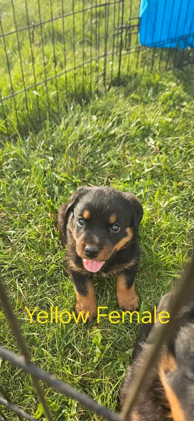 Registered German Rottwelier Puppies in Dogs & Puppies for Rehoming in Edmonton - Image 4