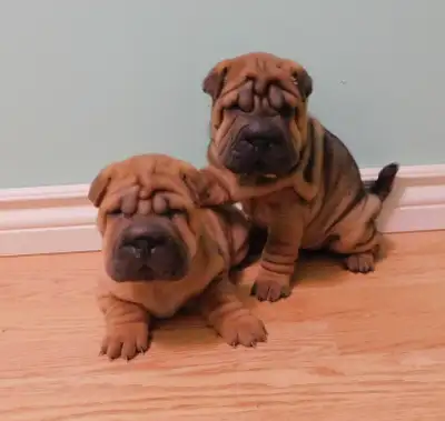 ADORABLE MINI SHAR - PEI PUPPIES  PLENTY OF WRINKLES & ROLL'S, View more