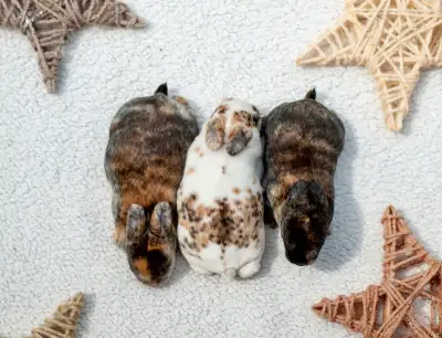 Purebred Mini Rex Baby Bunny Rabbits, View more