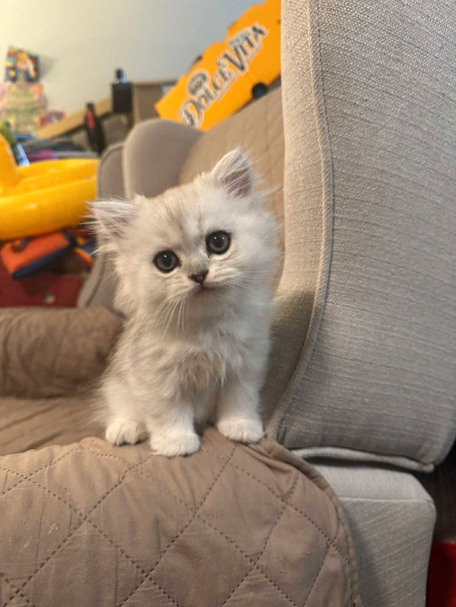 Scottish Fold kitten in Cats & Kittens for Rehoming in City of Toronto