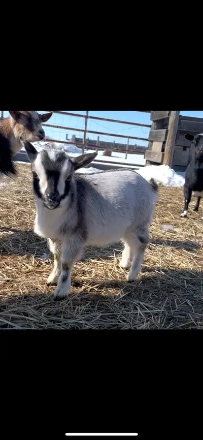 Nigerian Dwarf Doeling , View more