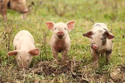 Hi folks SVHSRESC.. Piglets are to be born soon. Taking pre orders with a deposit. To hold. And fini...