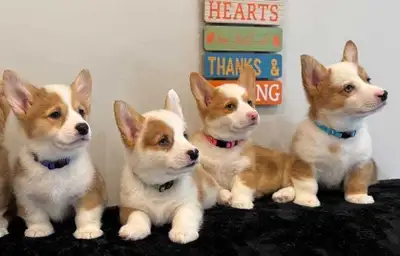 Pembroke Welsh Corgi Puppies, View more