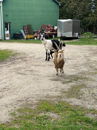 Friendly Billy goat
