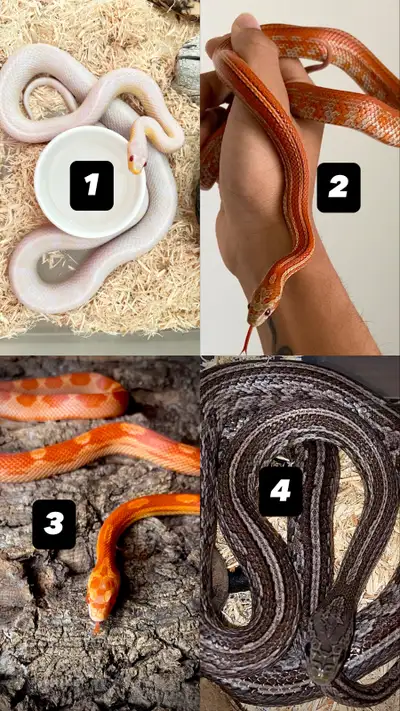 Serpent des blés +Terrarium + Rack, View more