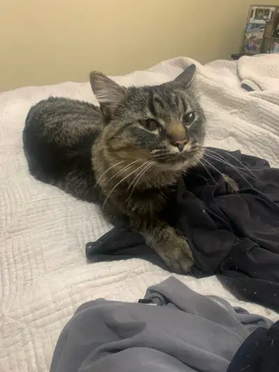 First photo is prince he is almost 2 years old and a domestic longhair he’s so silly and food obsess...