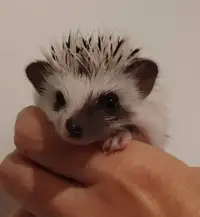 Pearson baby split-faced w/ eye ring male hedgehog