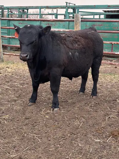 power bulls , View more