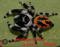 Phidippus audax Bryante jumping spider